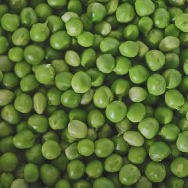 Pea Protein